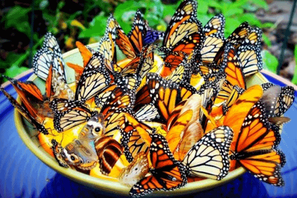 Mangeoires à papillons